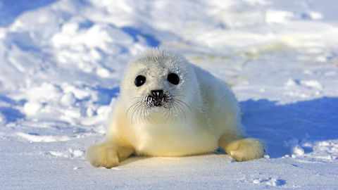 Harp Seal Food Chain