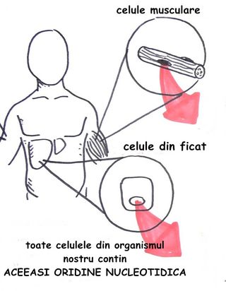 Artroplastia de cot – dr. Mihai Tudor Gavrila