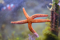 9 Cool Facts About Starfish