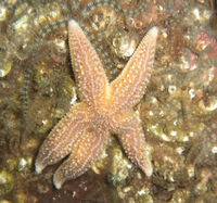 9 Cool Facts About Starfish