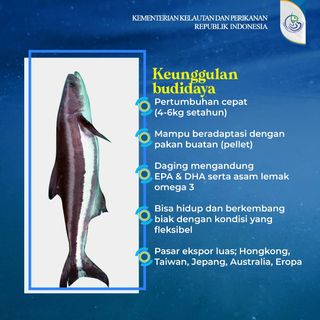 BUDIDAYA IKAN COBIA by ailsabrinda14 on emaze