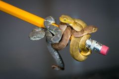 Spiny Bush Viper l Startling Toxicity - Our Breathing Planet