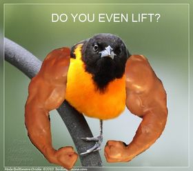 birds with arms do you even lift