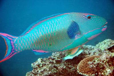 coral reef food web decomposers