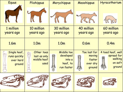 horse evolution chart