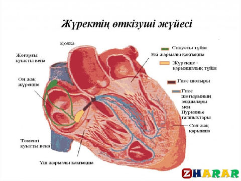 Жалаңаш жігіттің қызды медициналық тексеруден өткізіп жатқан видеосы