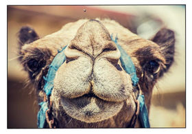 develerin goz yapisi