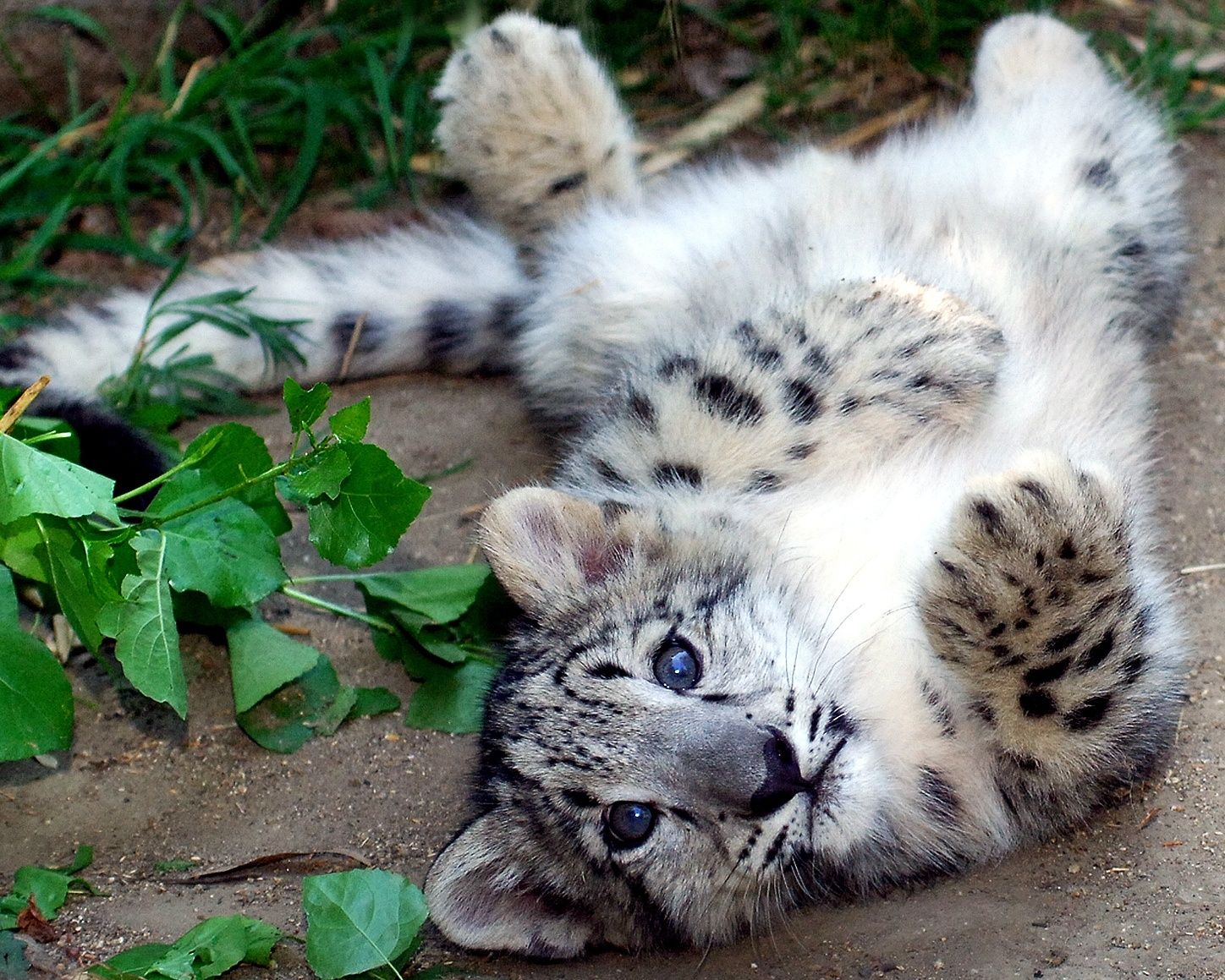 Snow Leopard LIfe by acrojazz3 on emaze