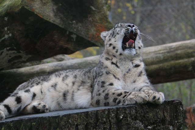 Snow Leopard LIfe by acrojazz3 on emaze