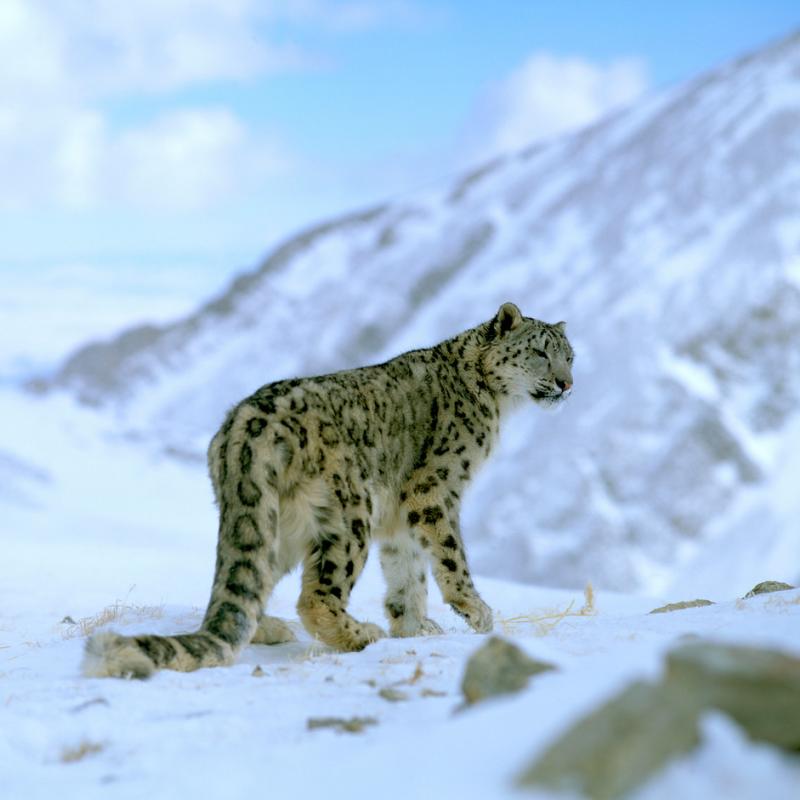 Snow Leopard LIfe by acrojazz3 on emaze