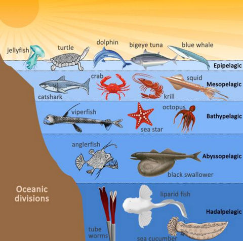 Aquatic Biome by 100055 on emaze Aquatic Biome by 100055 on emaze