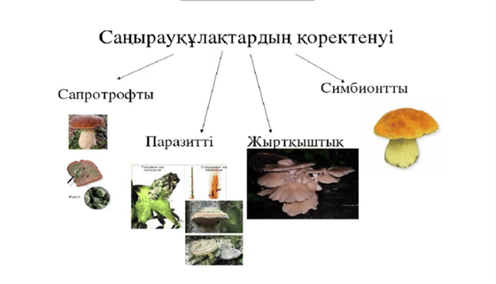 Ескі әйелдер трусилерінің фотосуреттері