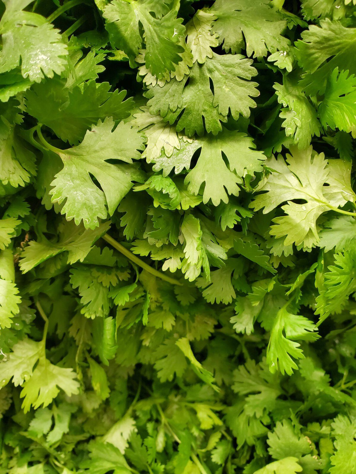 Herbs to sale go with pork