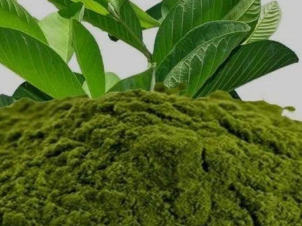 Guava leaves