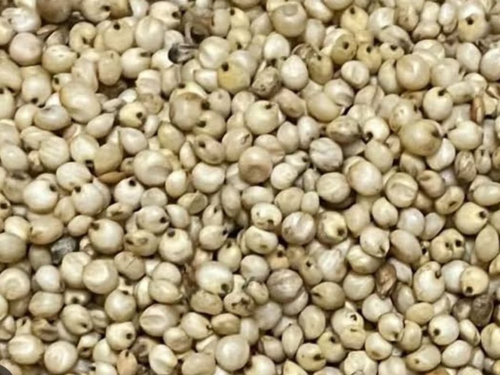 White Sorghum
