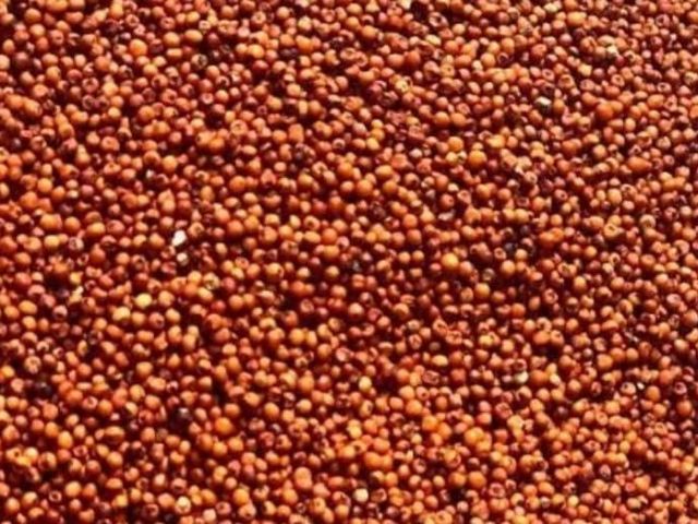 Ragi 2