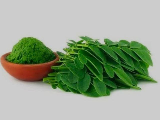 Murungai Ilai powder