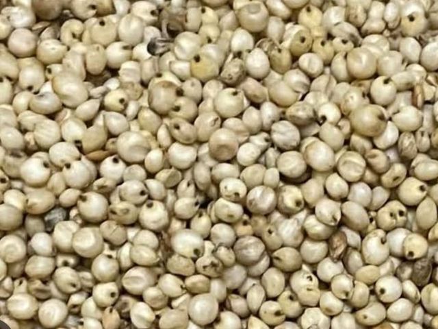 White Sorghum