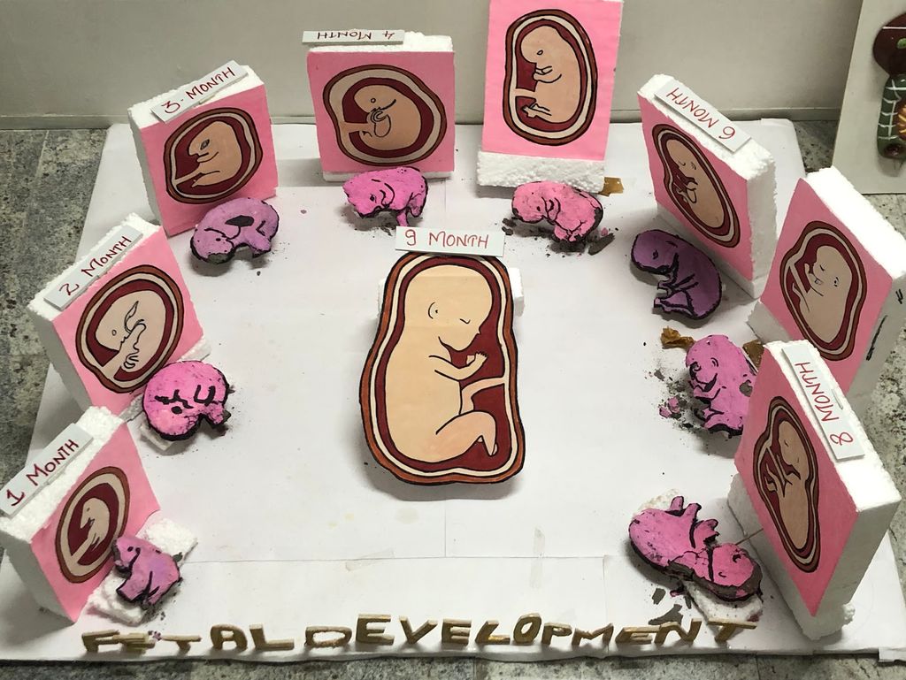 BSD Fetal Development