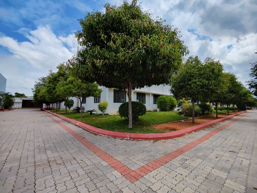 BSD Pavement And Trees