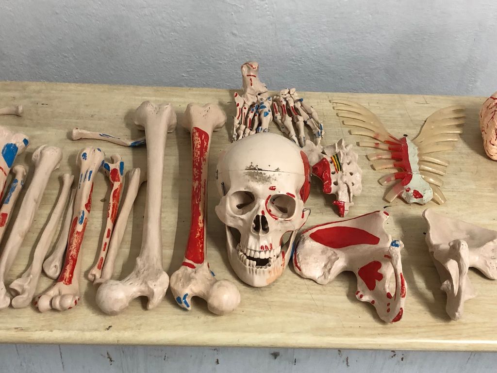 BSD Skull Skeleton