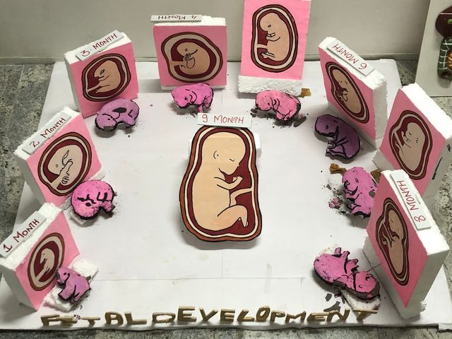 BSD Fetal Development