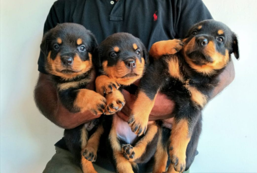 GOOD QUALITY ROTTWEILER PUPPIES