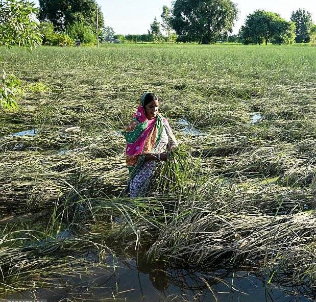 AJNALA-FLOOD-AFFECTED-FARMERS-FIELD-SNE