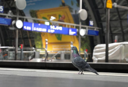 AUSTRALIA-BIRD-FLUE-FILE-IMAGE-BY-INTT.