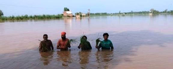 BADH AT PUNJAB-SNE