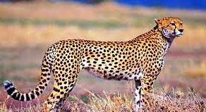 CHEETA 30.22