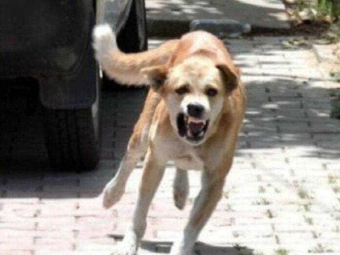 DANGEROUS-DOG-FILE-IMAGE