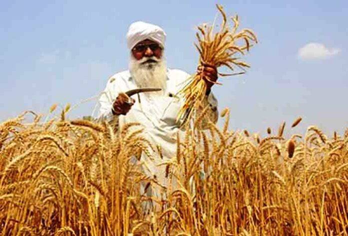 FARMER AT FIELD