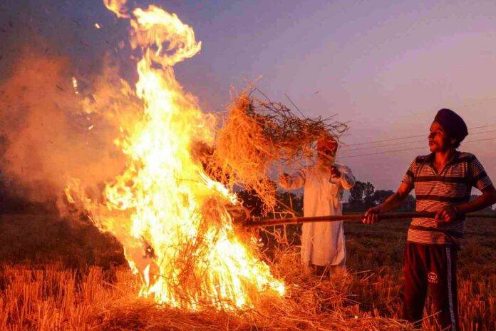 PARALI BURNT BY FARMER (FILE PHOTO)
