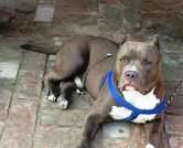 PITBULL 18.12.23