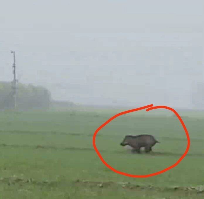 RUNNING-PIG