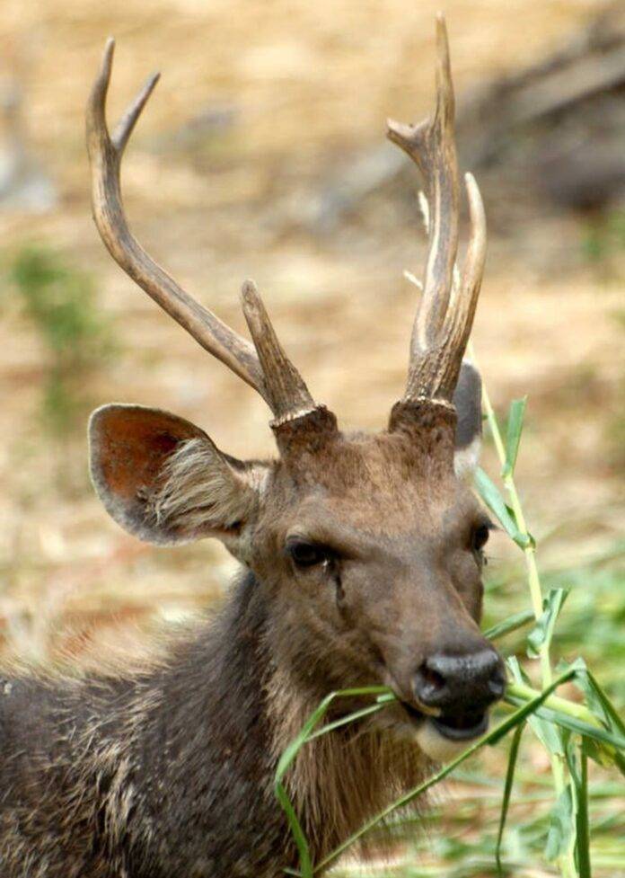 SAMBAR-DEER-FILE-IMAGE-CREDIT-BY-SNE-NEWS