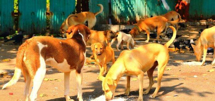 Stray -Dogs -SNE