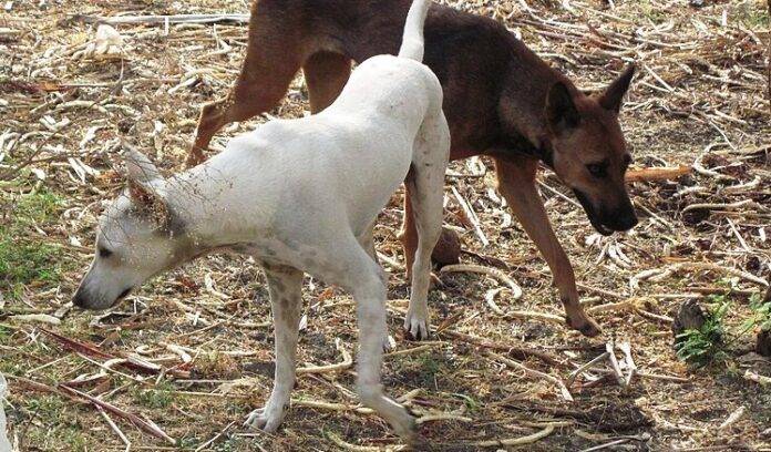 STRAY-DOGS-SNE