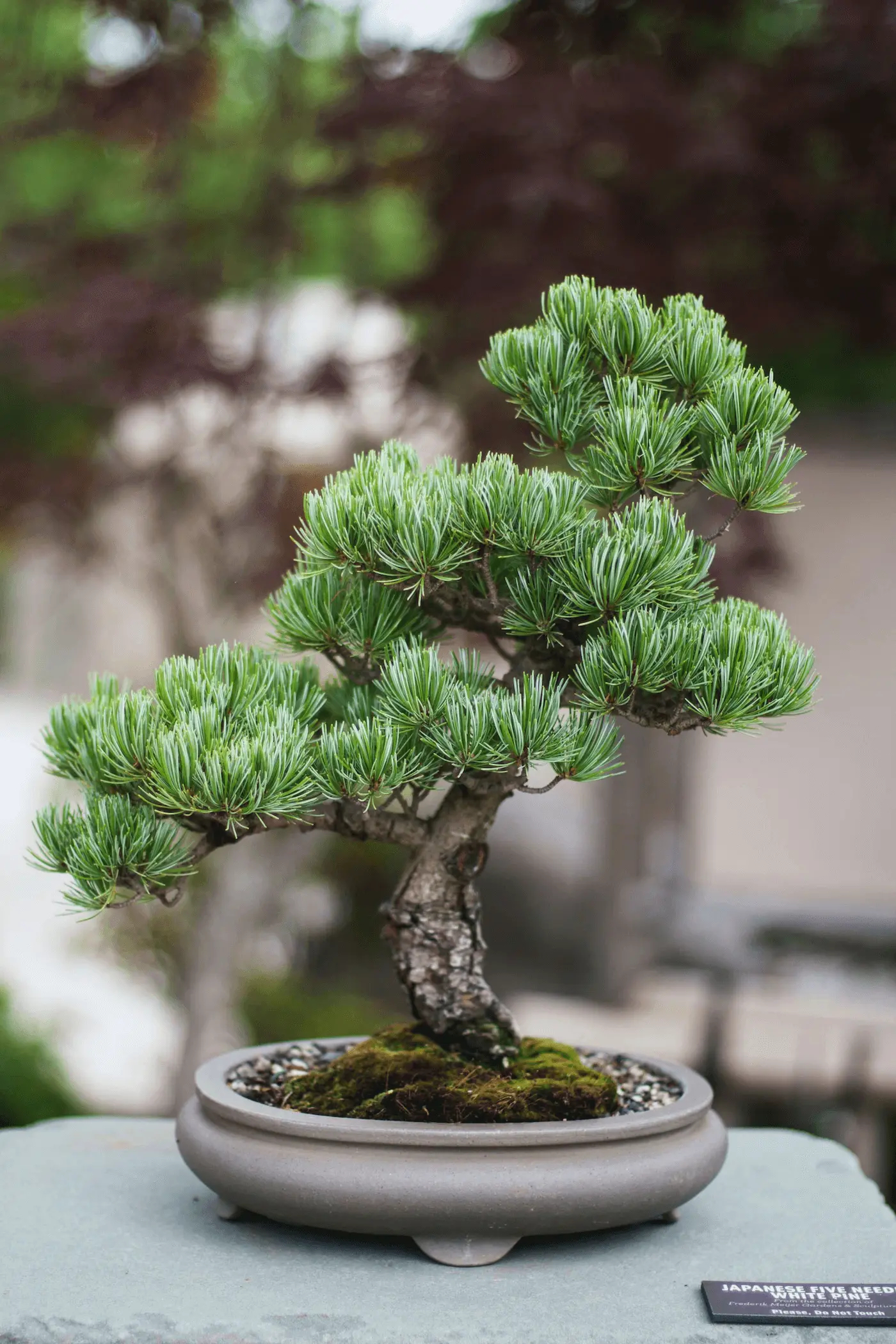 Bonsai