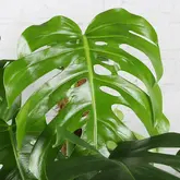Monstera