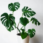 Monstera