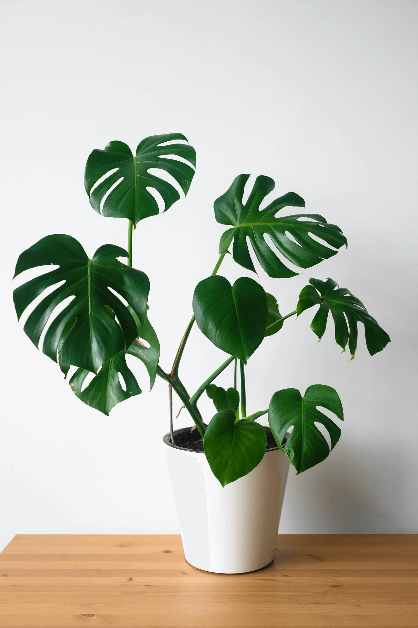 Monstera