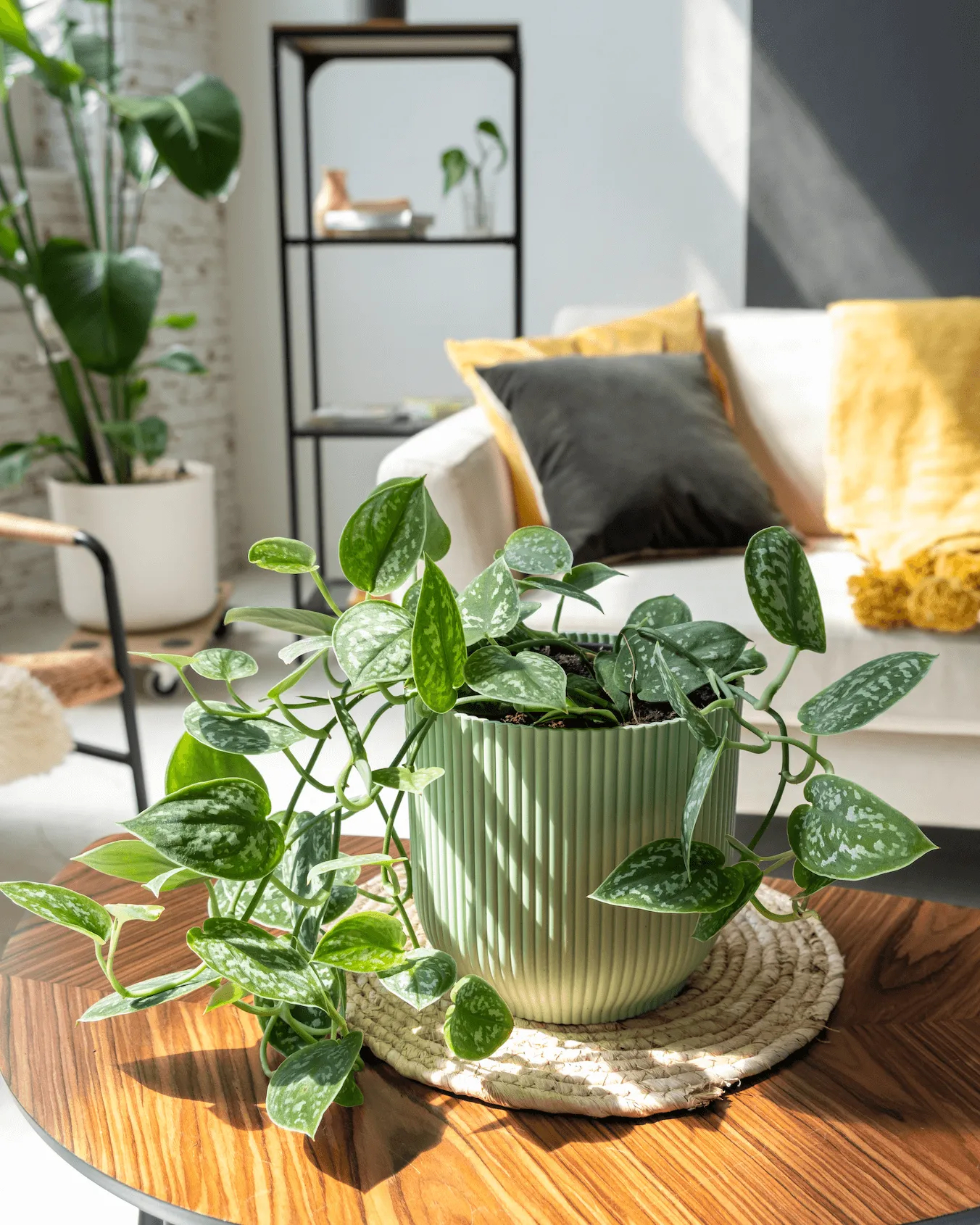 Satin Pothos
