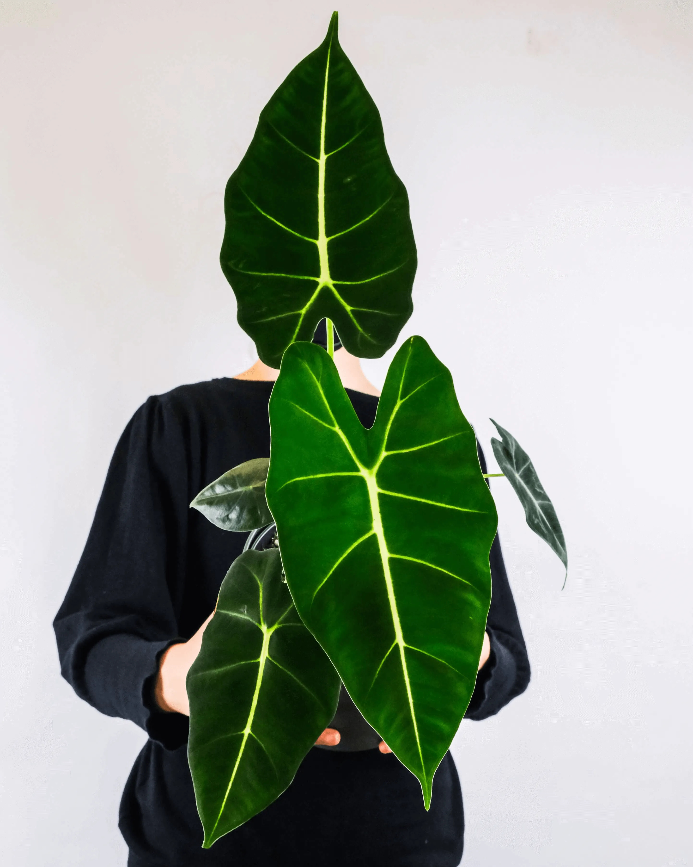 Alocasia Polly