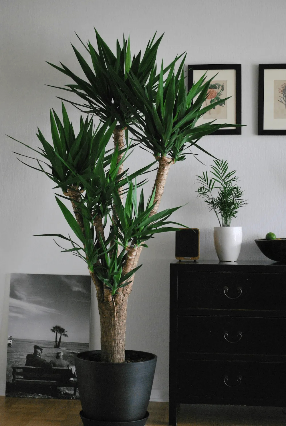 Yucca Cane