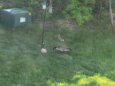 A picture of Brown Deer