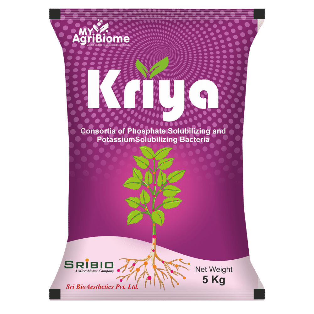 Kriya Powder pack
