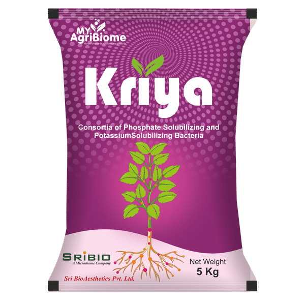 Kriya Powder