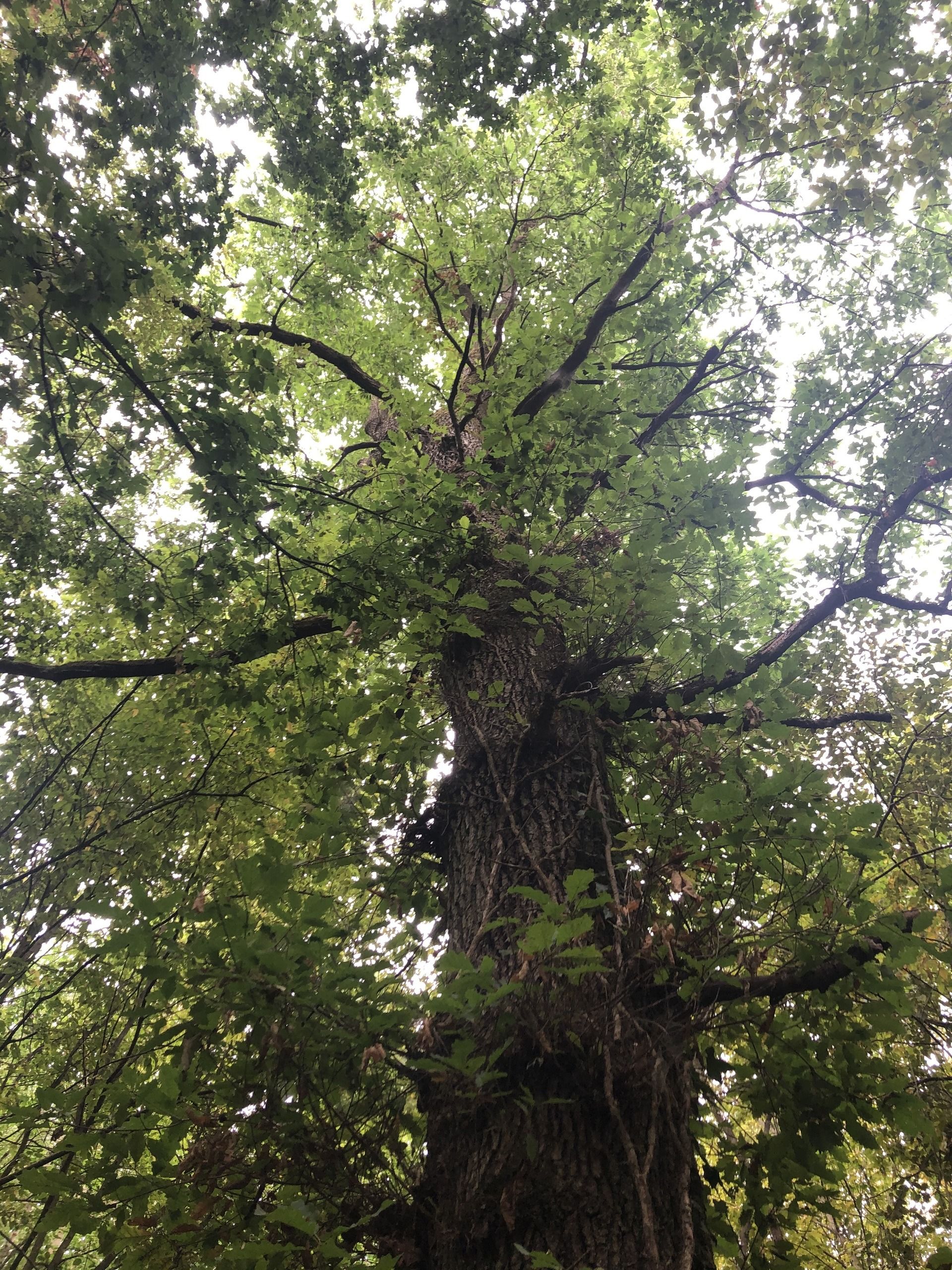 Orges, Eaux, Forêts : Soligny s’engage ! - Soligny